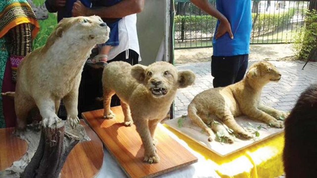 activists say there is a dire need for awareness of animals importance for biodiversity photo lahore z0o activists say there is a dire need for awareness of animals importance for biodiversity photo lahore z0o