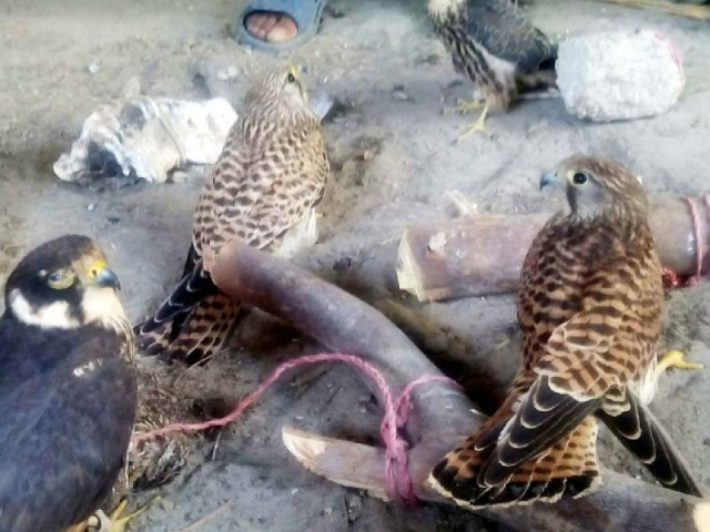 twelve laggar falcons were rescued by officials of the sindh wildlife department during a raid in the hilly areas of jamshoro district photo courtesy sindh wildlife department twelve laggar falcons were rescued by officials of the sindh wildlife department during a raid in the hilly areas of jamshoro district photo courtesy sindh wildlife department