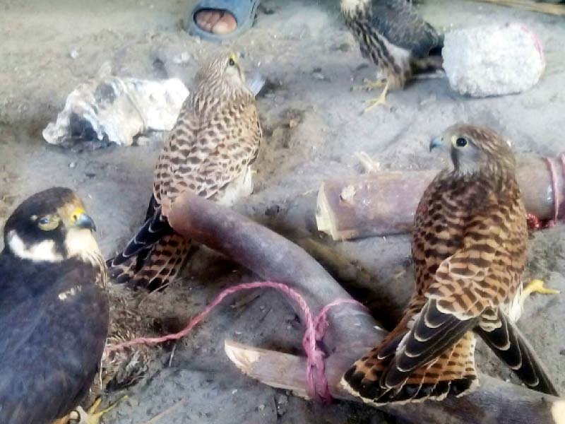 twelve laggar falcons were rescued by officials of the sindh wildlife department during a raid in the hilly areas of jamshoro district photo courtesy sindh wildlife department