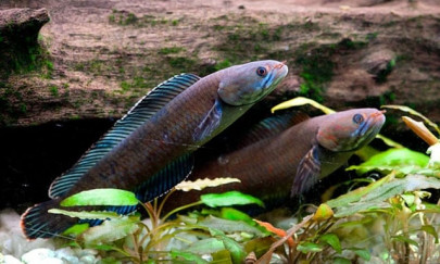 sneezing monkey walking fish found in himalayas wwf