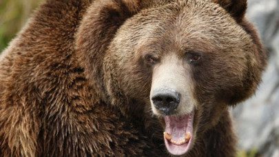montana hunter fends off grizzly bear by sticking arm into its throat
