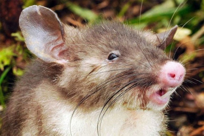 scientists discover hog nosed rat in indonesia