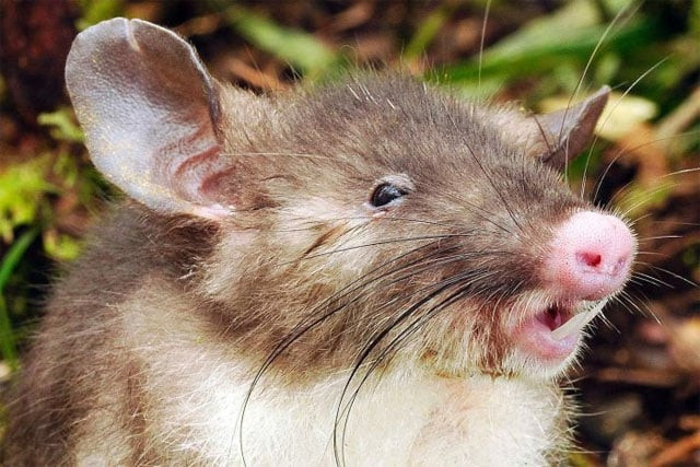 the rat has features never seen by science before the museum said in a statement photo museum victoria the rat has features never seen by science before the museum said in a statement photo museum victoria