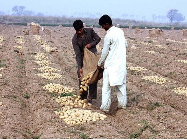 farmers collecting and filling the bags of potatoes at their field photo app farmers collecting and filling the bags of potatoes at their field photo app