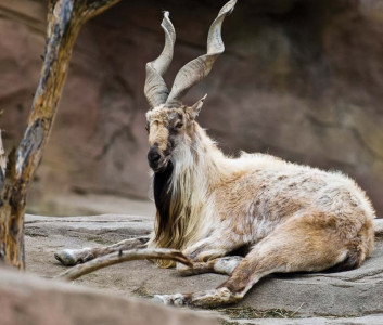 trophy hunting helps revive markhor numbers trophy hunting helps revive markhor numbers