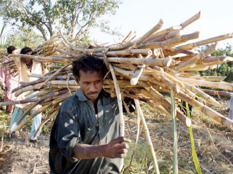 a farmer harvesting sugarcane in hyderabad this year no subsidy will given to sugarcane growers and millers announced sindh chief minister qaim ali shah photo file