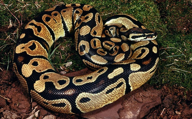 a woman told an investigator that the man was cleaning the snake 039 s glass cage when it attacked him photo telegraph a woman told an investigator that the man was cleaning the snake 039 s glass cage when it attacked him photo telegraph