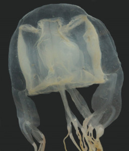 german tourist killed by box jellyfish in thailand
