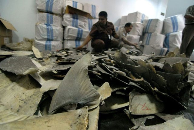 photo afp photo afp