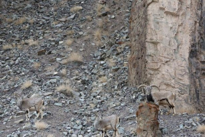 can you spot the snow leopard in the photo can you spot the snow leopard in the photo