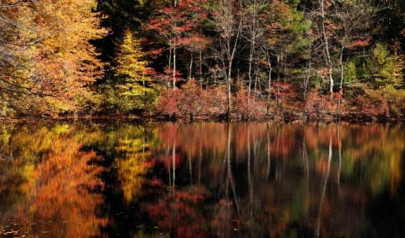 new england man offers to ship autumn foliage for 19 99
