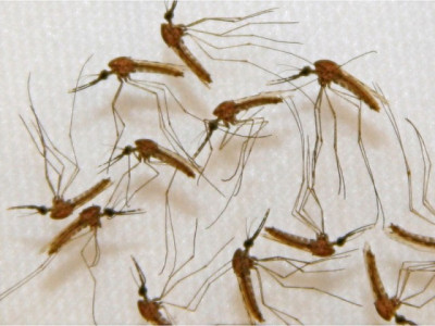 graveyards a hotbed of dengue mosquitoes dco