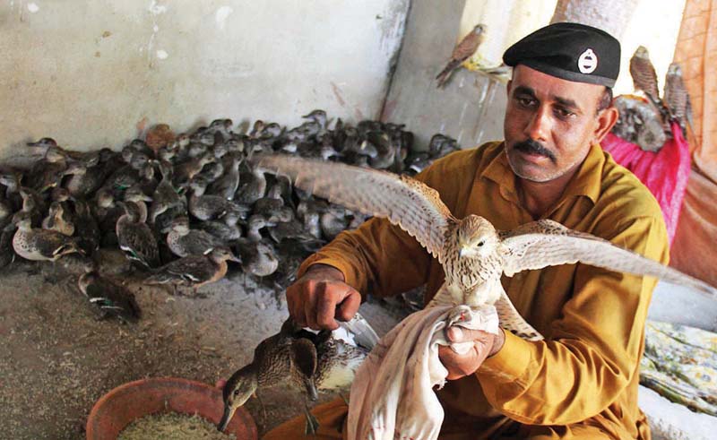 rangers and sindh wildlife department foiled the smuggling of ducks in a passenger bus and rescued around 200 ducks on monday morning photo online