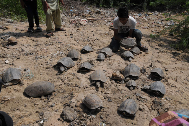 tortoises spotted at ebm causeway korangi photo mohammad noman express