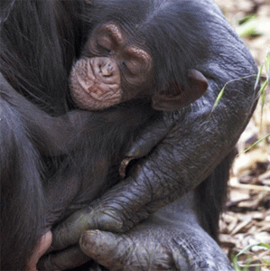 pregnant chimp adopts orphan in unheard of act pregnant chimp adopts orphan in unheard of act