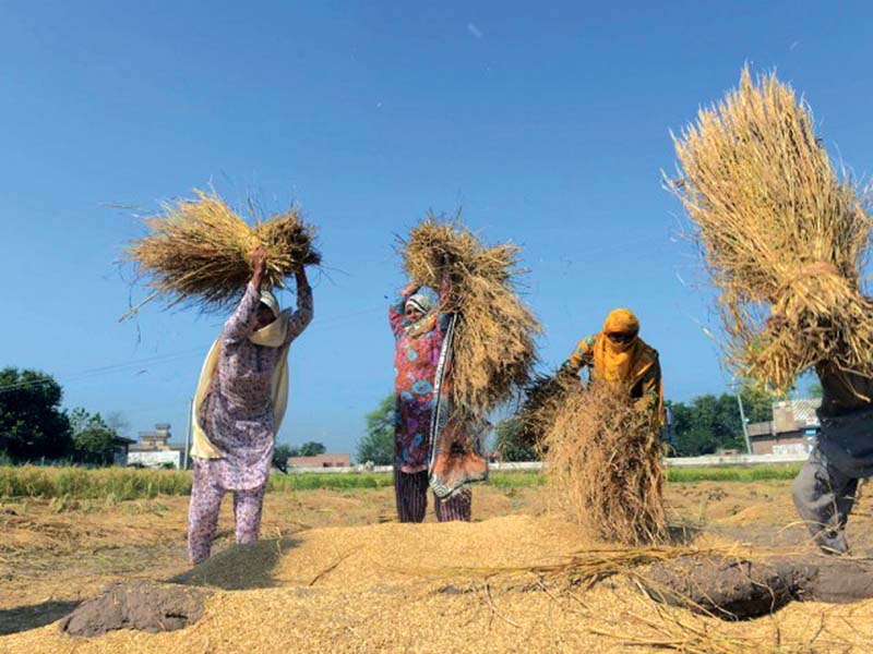 labour of rural women is often unaccounted for photo file