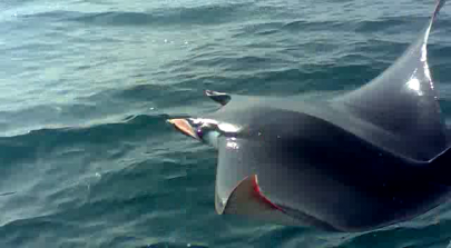 entangled in gillnet five foot long spinetail mobula released into sea near pasni entangled in gillnet five foot long spinetail mobula released into sea near pasni