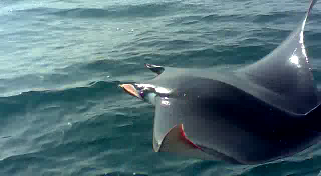 mobulid ray being released into sea water photo express