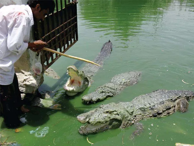 around 200 crocodiles live in the natural pond at manghopir they are believed to have magic powers photo athar khan express around 200 crocodiles live in the natural pond at manghopir they are believed to have magic powers photo athar khan express