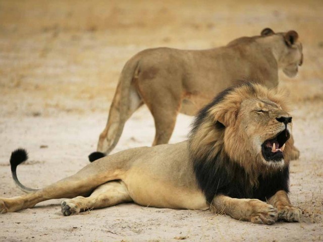 cecil 13 year old male renowned for his distinctive black mane was a main attraction of hwange national park photo afp