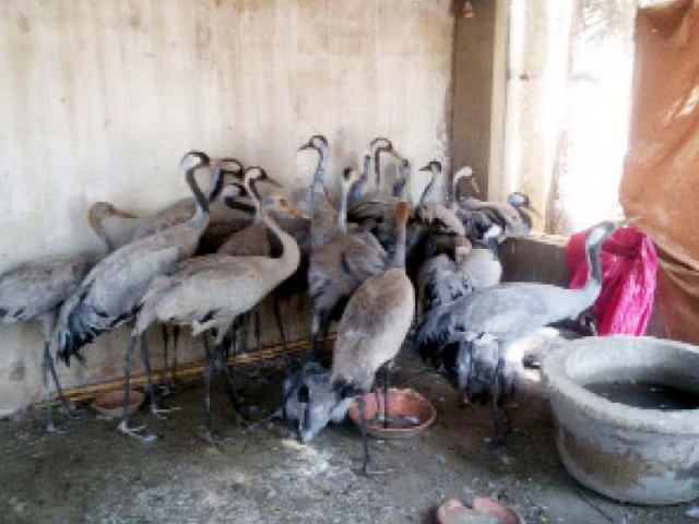 sindh wildlife department officials seized 20 cranes from a bannu bound bus on wednesday night the cranes are an endangered species and their transport from one place to another is banned photo courtesy sindh wildlife department sindh wildlife department officials seized 20 cranes from a bannu bound bus on wednesday night the cranes are an endangered species and their transport from one place to another is banned photo courtesy sindh wildlife department