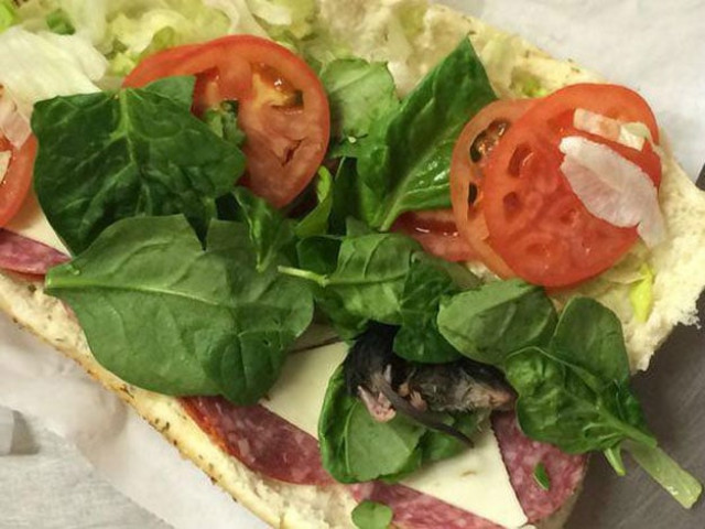dead rat found in subway sandwich photo independent dead rat found in subway sandwich photo independent