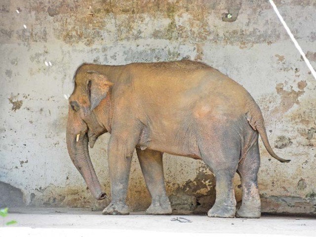 kaavan has recently been freed from shackles after prime minister nawaz sharif intervened following a global outcry photo huma choudhary express