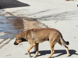 stray dog attacks spark panic in makli stray dog attacks spark panic in makli