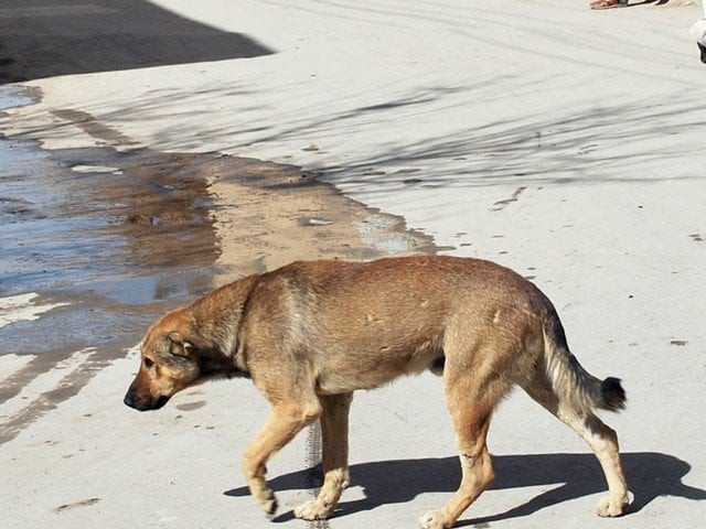 dog bite victim drags local govt to court dog bite victim drags local govt to court