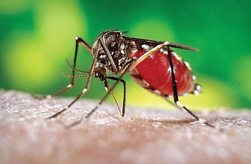 Research shows obese children at higher risk of hospitalization from dengue | The Express Tribune