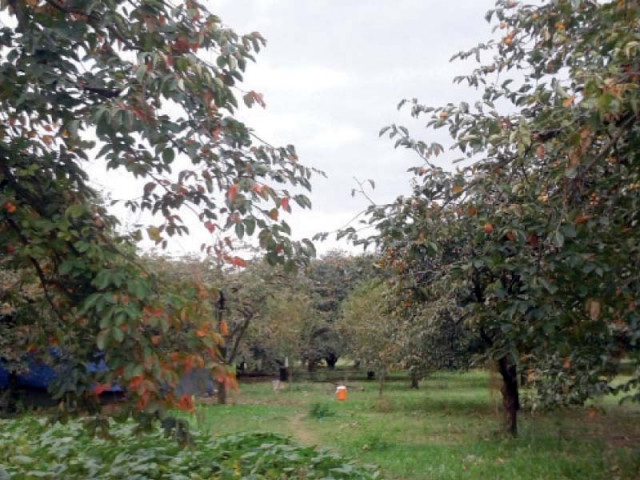 people pick persimmons in odigram swat photo muhammad irfan express