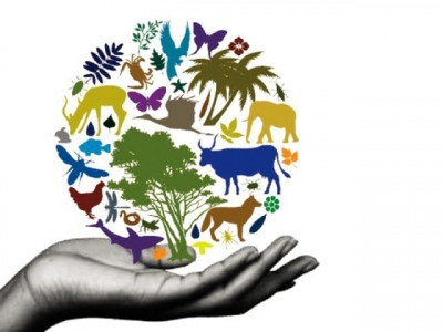 ecological help biodiversity plan launched for second time in 15 years ecological help biodiversity plan launched for second time in 15 years