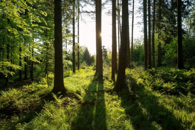 abdul jabbar has also leased 60 acres in sukkur 039 s ketishah forest in the name of his relatives along with 120 acres in katta forest stock image abdul jabbar has also leased 60 acres in sukkur 039 s ketishah forest in the name of his relatives along with 120 acres in katta forest stock image