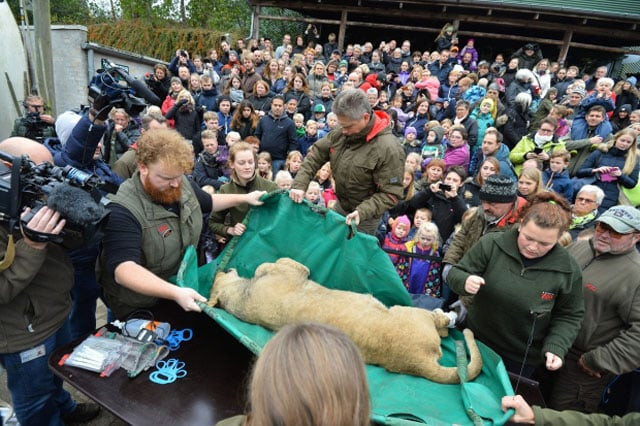 staff gave a running commentary as they displayed the cub 039 s stomach photo cbc staff gave a running commentary as they displayed the cub 039 s stomach photo cbc