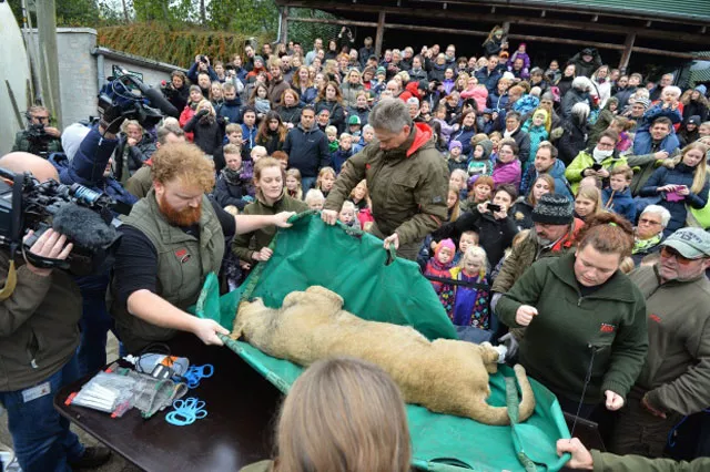 staff gave a running commentary as they displayed the cub 039 s stomach photo cbc staff gave a running commentary as they displayed the cub 039 s stomach photo cbc