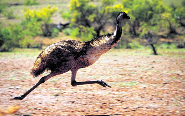 police are still not sure how the emus made their way to streets in the city photo voiceless