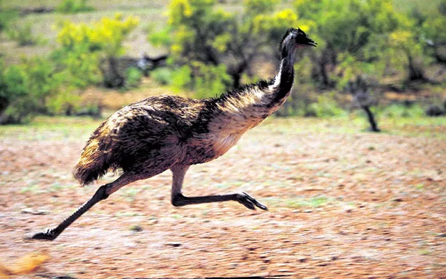 police are still not sure how the emus made their way to streets in the city photo voiceless police are still not sure how the emus made their way to streets in the city photo voiceless