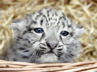 global warming threatens iconic snow leopard global warming threatens iconic snow leopard