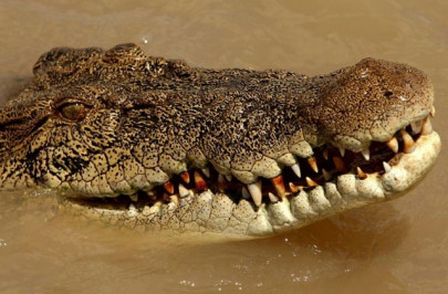 crocs rest with one eye open for threats australian researchers crocs rest with one eye open for threats australian researchers