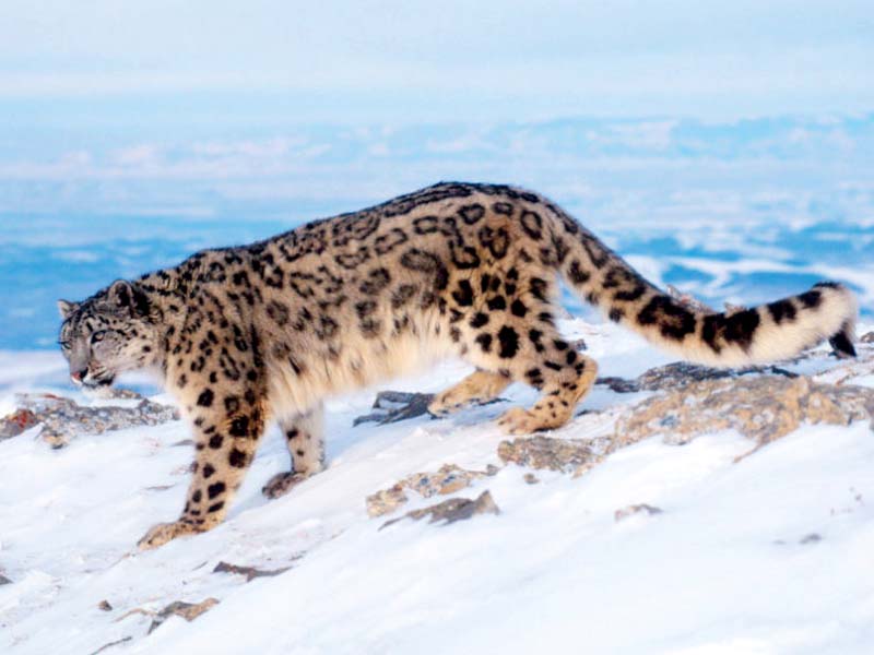 a fifth of the snow leopard population has vanished in the past 16 years due to habitat loss poaching and conflict with communities photo wwf