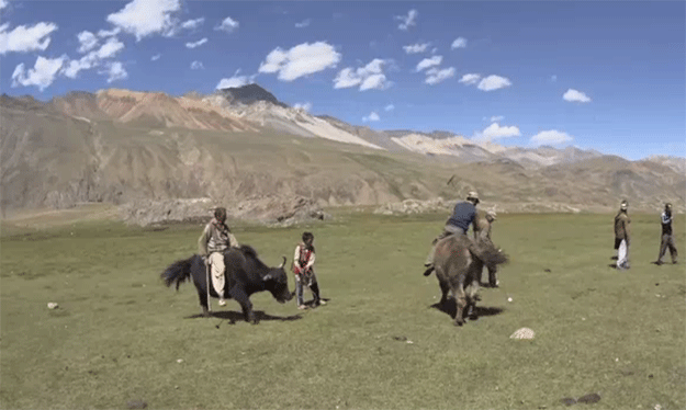 the village holds an annual polo tournament but rather than using horses they play the same game with yaks photo national geographic