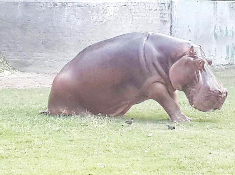 raja at his compound at lahore zoo photo express