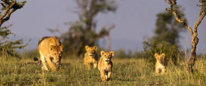 lion population in africa likely to fall by half study lion population in africa likely to fall by half study