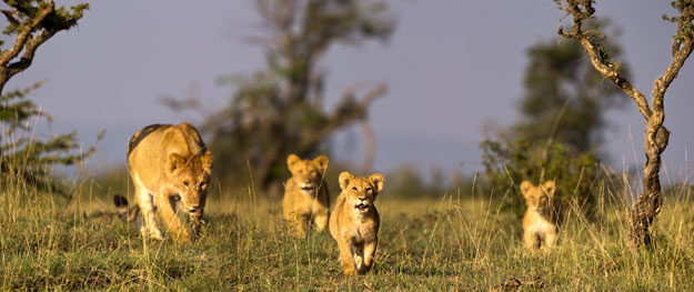lion safari wildlife upgrades draw crowds