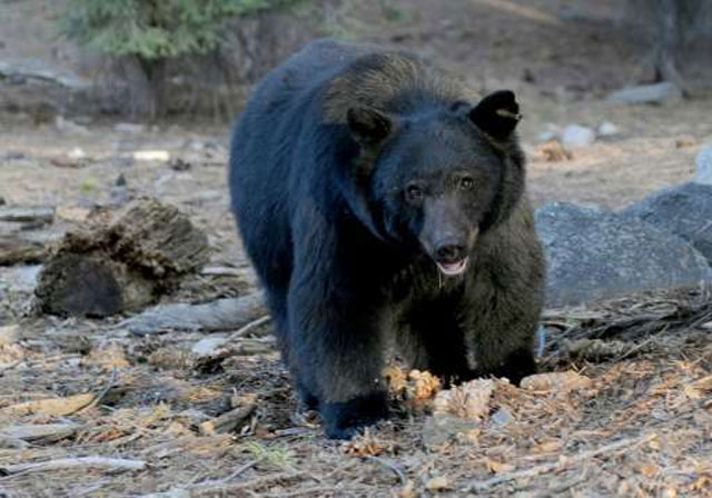 search for elusive bear called off