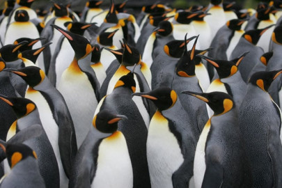 study highlights climate threat to king penguins study highlights climate threat to king penguins