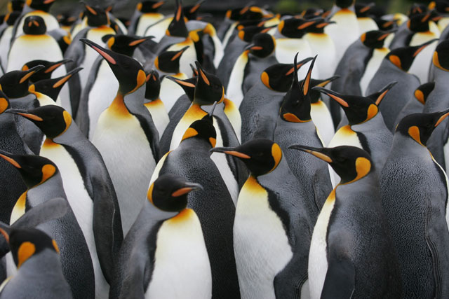 a file photo taken on july 1 2007 shows a colony of king penguins on possession island in the crozet archipelago in the austral seas photo afp