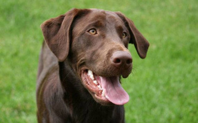 dog named trigger shoots owner in the foot in indiana dog named trigger shoots owner in the foot in indiana