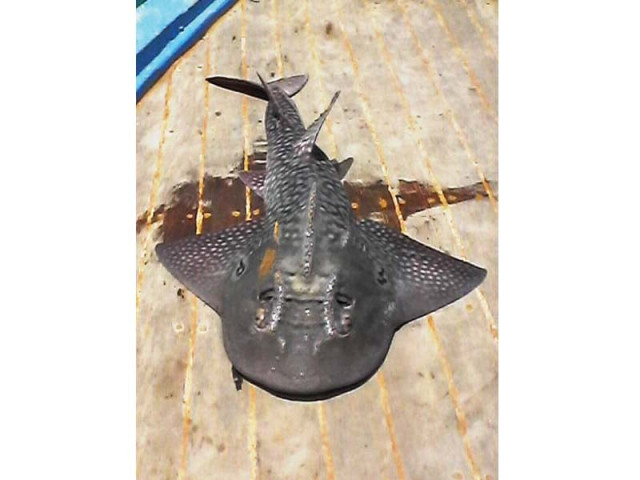 a 2 3 metre long bowmouth guitarfish was caught in the gill net of fishermen from karachi on tuesday photo wwf p a 2 3 metre long bowmouth guitarfish was caught in the gill net of fishermen from karachi on tuesday photo wwf p