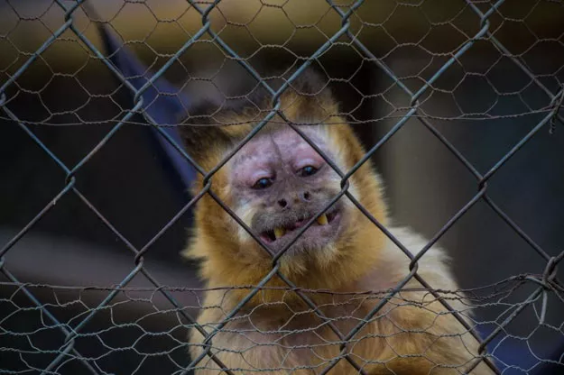 a capuchin monkey cebus apella remains in a cage at a primate rehabilitation centre in pe aflor 30 km southwest of santiago chile photo afp a capuchin monkey cebus apella remains in a cage at a primate rehabilitation centre in pe aflor 30 km southwest of santiago chile photo afp